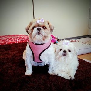 Meet your Posher, Danika